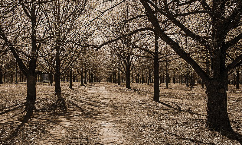 woods (2).jpg